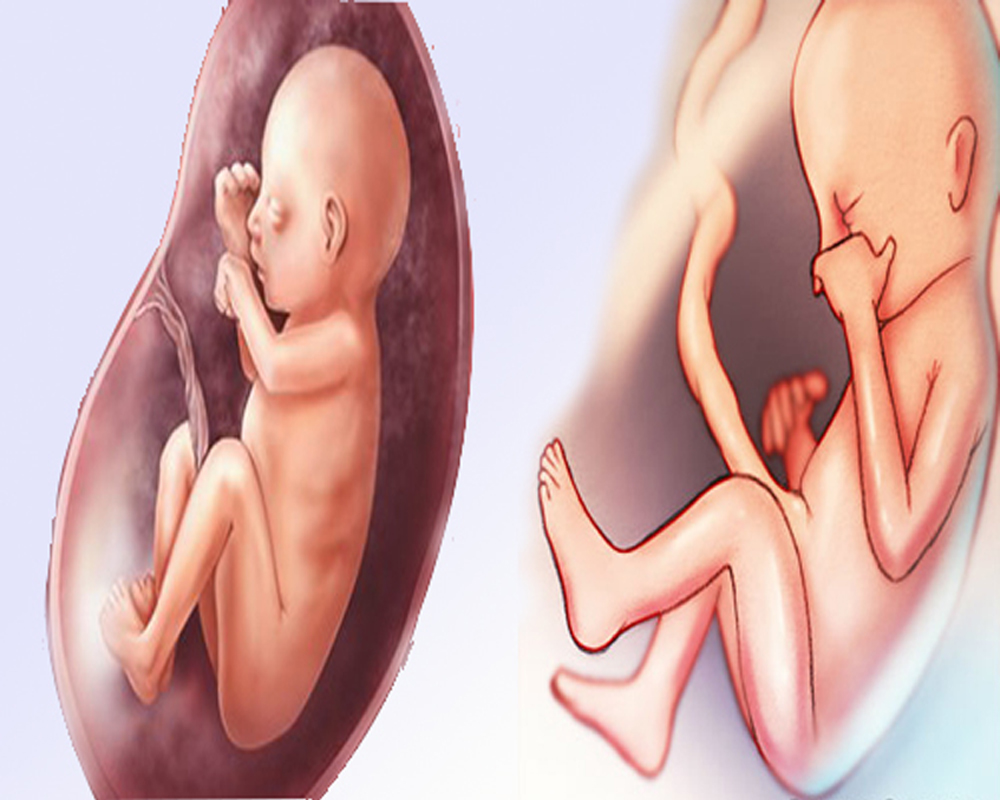 month by month pregnancy